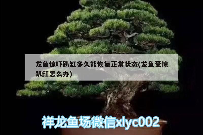 龍魚驚嚇趴缸多久能恢復(fù)正常狀態(tài)(龍魚受驚趴缸怎么辦)（龍魚受驚趴缸多久能恢復(fù)正常狀態(tài)） 龍魚驚嚇趴缸多久能恢復(fù)正常狀態(tài)(龍魚受驚趴缸怎么辦)（龍魚受驚趴缸多久能恢復(fù)正常狀態(tài)） 觀賞魚百科