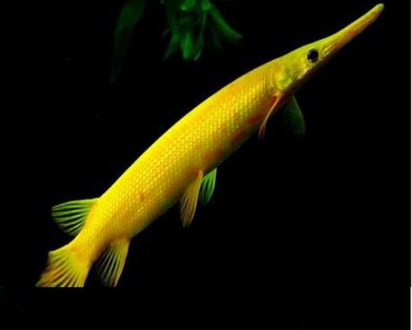 四平觀賞魚市場到家換水大泥鰍伺候魚(四平觀賞魚市場到家換水大泥鰍伺候魚,揭諦鳳魚友湊熱鬧) 觀賞魚百科 第1張 四平觀賞魚市場到家換水大泥鰍伺候魚(四平觀賞魚市場到家換水大泥鰍伺候魚,揭諦鳳魚友湊熱鬧) 四平觀賞魚市場到家換水大泥鰍伺候魚(四平觀賞魚市場到家換水大泥鰍伺候魚,揭諦鳳魚友湊熱鬧) 觀賞魚百科 第1張