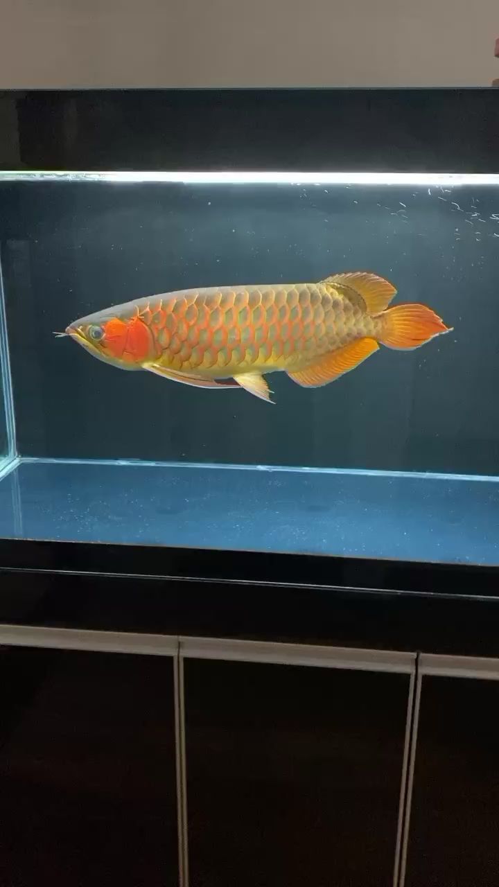 四平觀賞魚市場到家換水大泥鰍伺候魚（四平觀賞魚市場到家換水大泥鰍伺候魚，揭諦鳳魚友湊熱鬧） 四平觀賞魚市場到家換水大泥鰍伺候魚（四平觀賞魚市場到家換水大泥鰍伺候魚，揭諦鳳魚友湊熱鬧） 觀賞魚百科 第2張