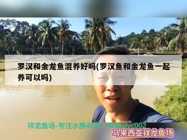 羅漢和金龍魚混養好嗎(羅漢魚和金龍魚一起養可以嗎)（羅漢魚可以和金龍魚混養嗎） 羅漢和金龍魚混養好嗎(羅漢魚和金龍魚一起養可以嗎)（羅漢魚可以和金龍魚混養嗎） 觀賞魚百科