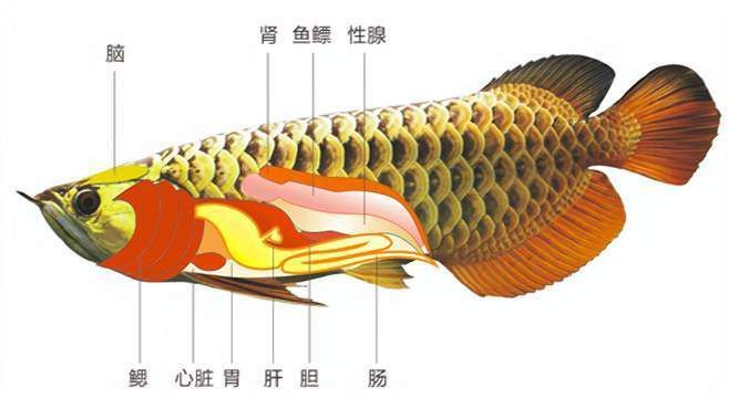 龍魚眼睛往上翹（養(yǎng)魚說(shuō)龍魚掉眼怎么辦如何預(yù)防龍魚掉眼10個(gè)實(shí)用方法）