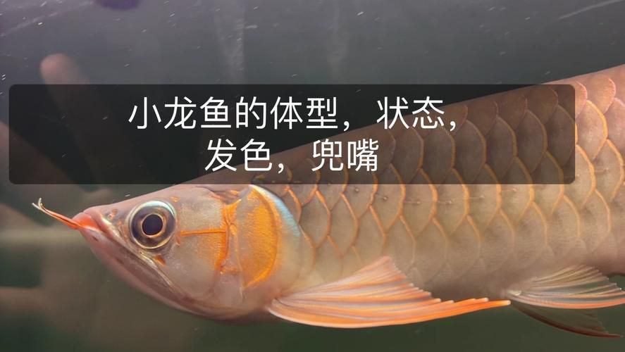 龍魚眼睛往上翹（養(yǎng)魚說(shuō)龍魚掉眼怎么辦如何預(yù)防龍魚掉眼10個(gè)實(shí)用方法）