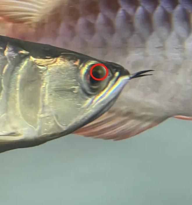 龍魚眼睛往上翹（養(yǎng)魚說(shuō)龍魚掉眼怎么辦如何預(yù)防龍魚掉眼10個(gè)實(shí)用方法）