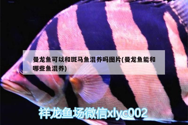 飼料 曼龍魚可以和斑馬魚混養(yǎng)嗎圖片(曼龍魚能和哪些魚混養(yǎng))(曼龍魚可以和斑馬魚混養(yǎng)嗎) 觀賞魚百科 曼龍魚可以和斑馬魚混養(yǎng)嗎圖片(曼龍魚能和哪些魚混養(yǎng))(曼龍魚可以和斑馬魚混養(yǎng)嗎) 曼龍魚可以和斑馬魚混養(yǎng)嗎圖片(曼龍魚能和哪些魚混養(yǎng))(曼龍魚可以和斑馬魚混養(yǎng)嗎) 觀賞魚百科