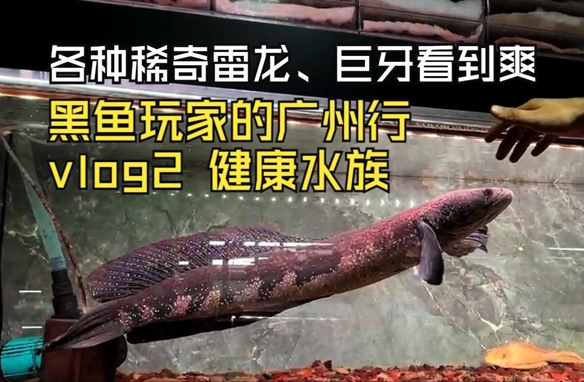 健康水族（健康水族的健康水族箱健康水族的養殖技術和養殖建議）