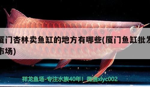 廈門杏林賣魚缸的地方有哪些(廈門魚缸批發(fā)市場)（廈門杏林賣魚缸批發(fā)市場、廈門杏林賣魚缸的地方有哪些）