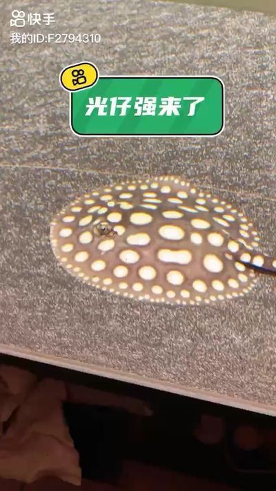 阿壩藏族羌族自治州觀賞魚批發(fā)市場：阿壩藏族羌族自治州水族批發(fā)市場