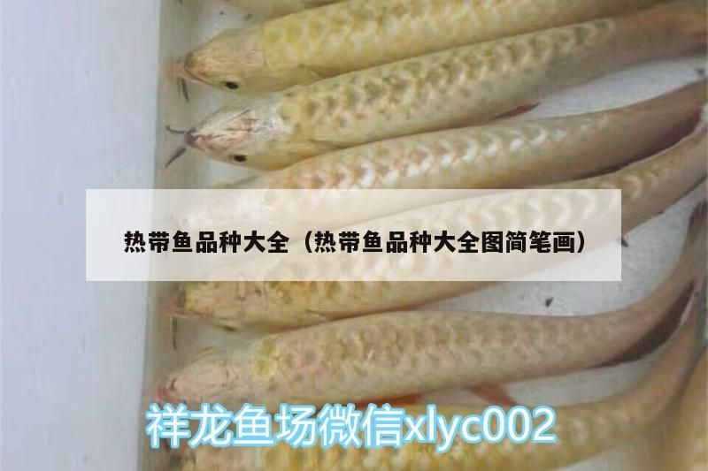 熱帶魚品種大全（熱帶魚品種大全圖簡筆畫）（熱帶魚品種大全）