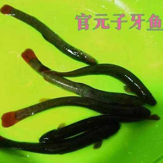 柞水河里什么魚（柞水河的魚類資源豐富）