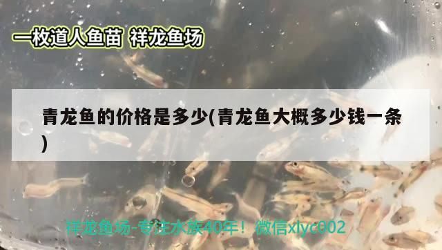 青龍魚的價格是多少(青龍魚大概多少錢一條)（青龍魚的價格是多少） 青龍魚的價格是多少(青龍魚大概多少錢一條)（青龍魚的價格是多少） 觀賞魚百科
