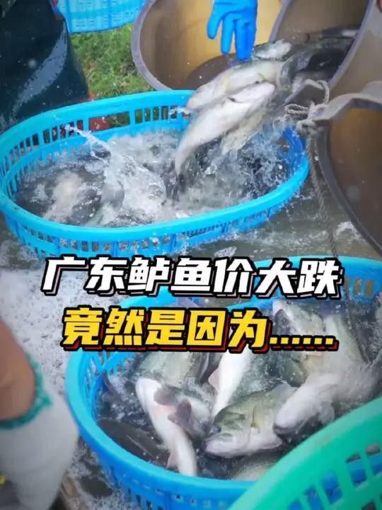 廣東佛山鱸魚價格下跌（廣東佛山鱸魚價格下跌的原因） 廣東佛山鱸魚價格下跌（廣東佛山鱸魚價格下跌的原因） 觀賞魚百科 第1張