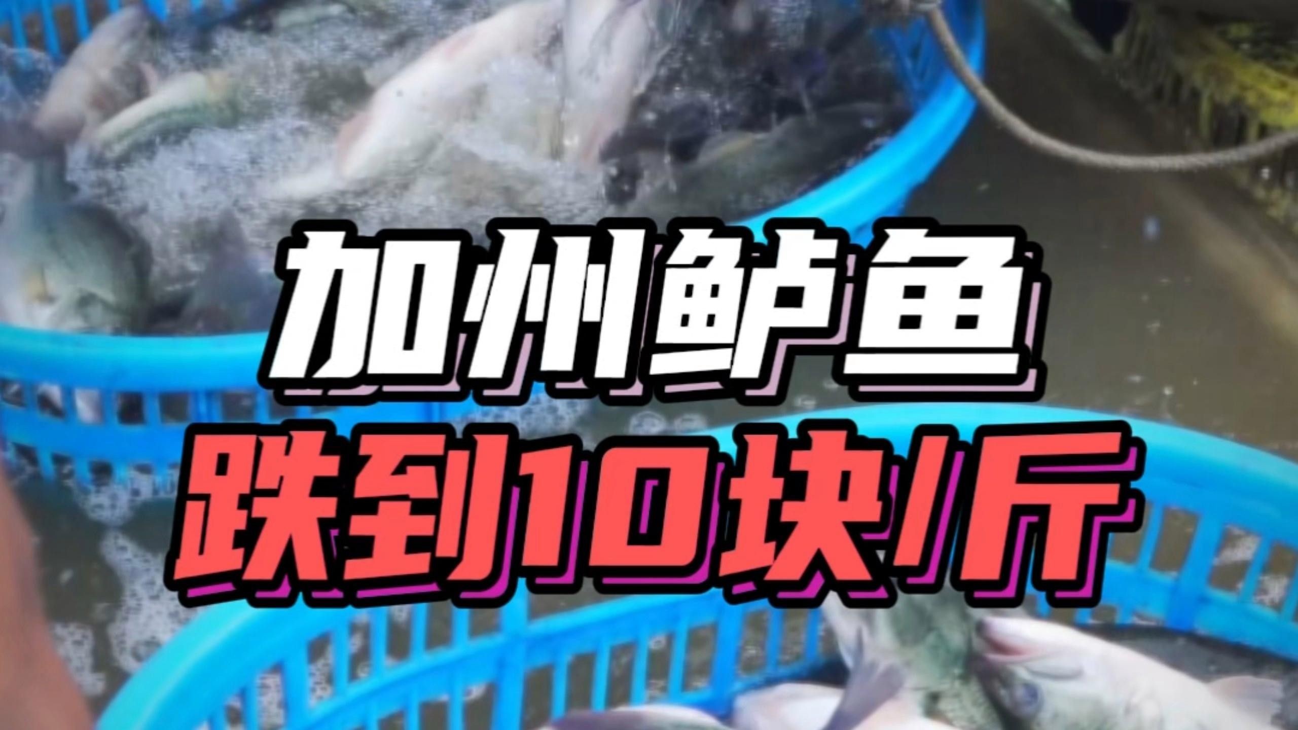 廣東佛山鱸魚價格下跌（廣東佛山鱸魚價格下跌的原因） 廣東佛山鱸魚價格下跌（廣東佛山鱸魚價格下跌的原因） 觀賞魚百科 第3張