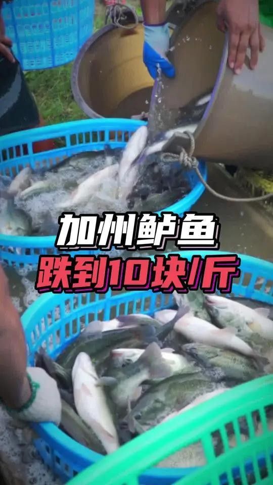 廣東佛山鱸魚價格下跌（廣東佛山鱸魚價格下跌的原因） 廣東佛山鱸魚價格下跌（廣東佛山鱸魚價格下跌的原因） 觀賞魚百科 第2張