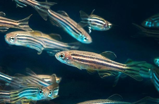 給龍魚做手術什么麻醉方式，龍魚手術麻醉方式 給龍魚做手術什么麻醉方式，龍魚手術麻醉方式 觀賞魚百科