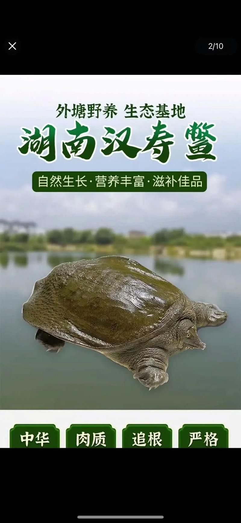 漢壽年份甲魚（漢壽年份甲魚的養殖技術、營養價值及其市場前景）