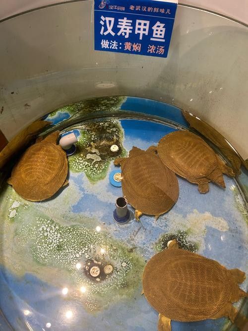 漢壽年份甲魚（漢壽年份甲魚的養殖技術、營養價值及其市場前景）