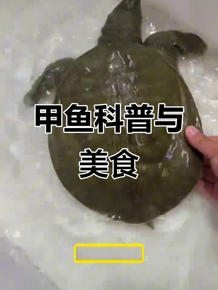 漢壽年份甲魚（漢壽年份甲魚的養殖技術、營養價值及其市場前景）