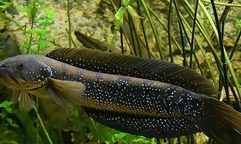 河北龍魚（河北與“龍魚”相關的報道集中在兩類事件上，網友：快給它重塑肉身釣界驢大嘴）