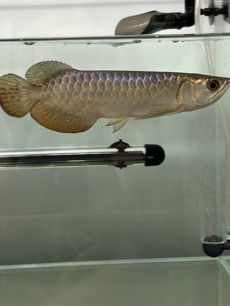 河北龍魚（河北與“龍魚”相關的報道集中在兩類事件上，網友：快給它重塑肉身釣界驢大嘴）