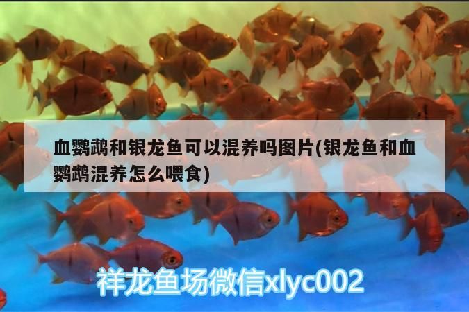 紅龍魚 血鸚鵡和銀龍魚可以混養嗎圖片(銀龍魚和血鸚鵡混養怎么喂食)(銀龍魚和鸚鵡魚可以混養嗎) 觀賞魚百科 血鸚鵡和銀龍魚可以混養嗎圖片(銀龍魚和血鸚鵡混養怎么喂食)(銀龍魚和鸚鵡魚可以混養嗎) 血鸚鵡和銀龍魚可以混養嗎圖片(銀龍魚和血鸚鵡混養怎么喂食)(銀龍魚和鸚鵡魚可以混養嗎) 觀賞魚百科