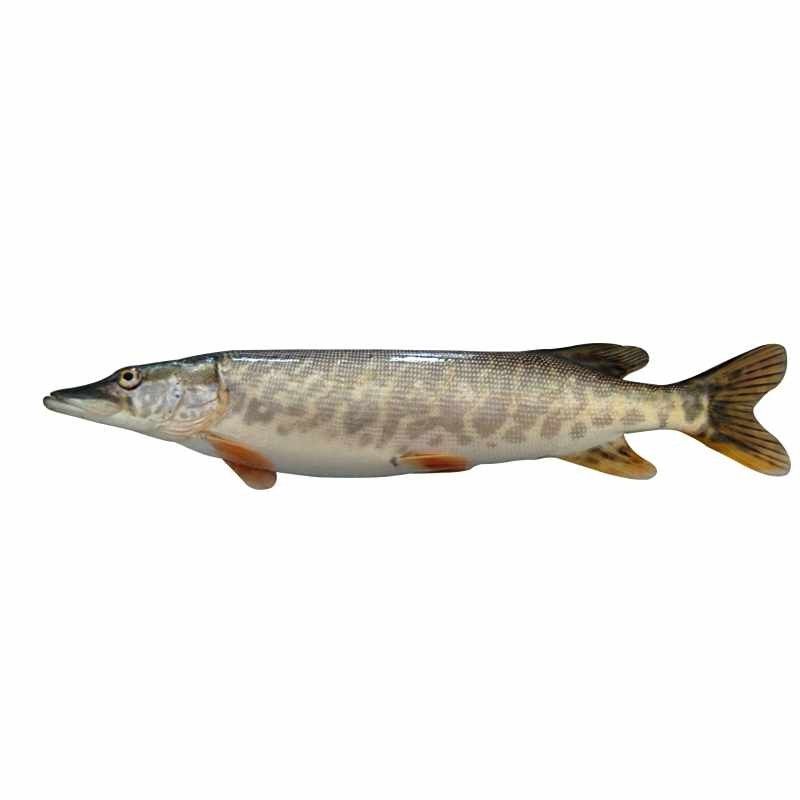 龍斑魚是什么魚（龍斑魚是淡水魚還是海魚）