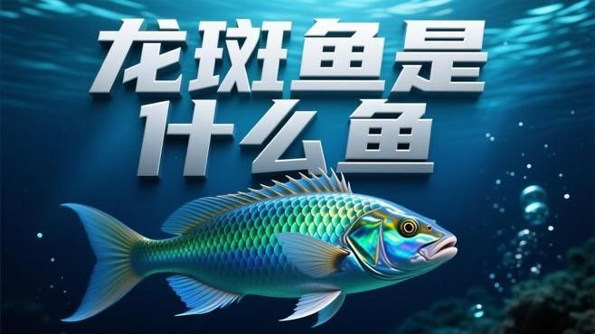 龍斑魚是什么魚（龍斑魚是淡水魚還是海魚）
