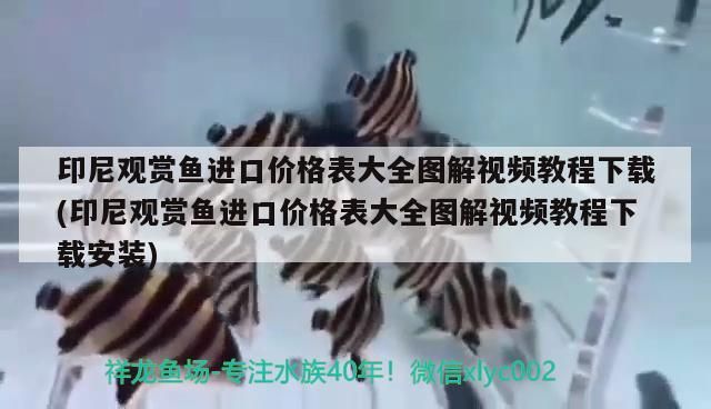 印尼觀賞魚進(jìn)口價格表大全圖解視頻教程下載(印尼觀賞魚進(jìn)口價格表大全圖解視頻教程下載安裝)（印尼觀賞魚進(jìn)口價格表） 印尼觀賞魚進(jìn)口價格表大全圖解視頻教程下載(印尼觀賞魚進(jìn)口價格表大全圖解視頻教程下載安裝)（印尼觀賞魚進(jìn)口價格表） 觀賞魚百科