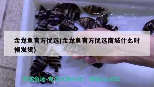 金龍魚官方優選(金龍魚官方優選商城什么時候發貨)（益海嘉里金龍魚玉米油、金龍魚官方優選商城什么時候發貨） 金龍魚官方優選(金龍魚官方優選商城什么時候發貨)（益海嘉里金龍魚玉米油、金龍魚官方優選商城什么時候發貨） 觀賞魚百科