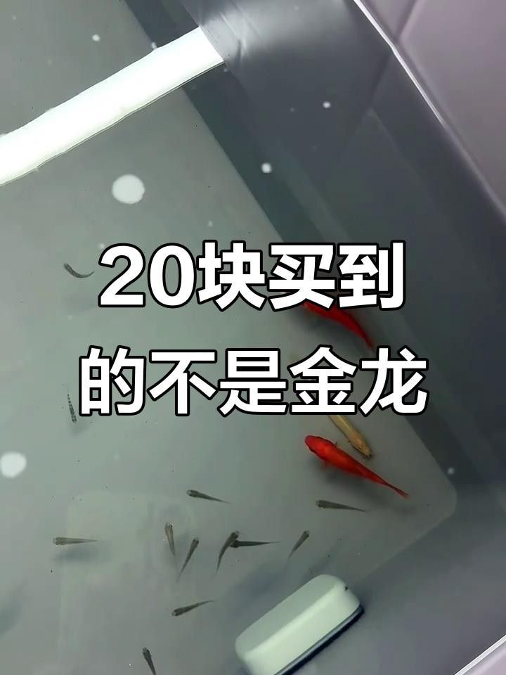 20元一條的金龍魚（20元一條的“金龍魚”是什么魚？）