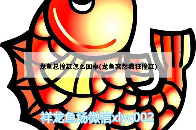龍魚總撞缸怎么回事(龍魚突然瘋狂撞缸)（龍魚總撞缸怎么回事）