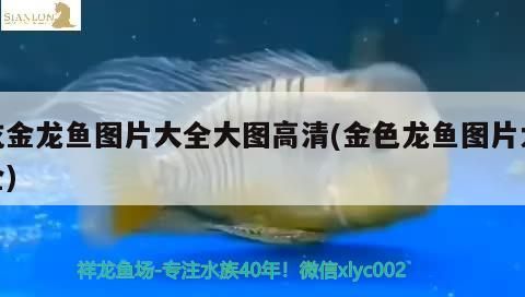 吃金龍魚圖片大全大圖高清(金色龍魚圖片大全)（吃金龍魚圖片大全） 吃金龍魚圖片大全大圖高清(金色龍魚圖片大全)（吃金龍魚圖片大全） 觀賞魚百科