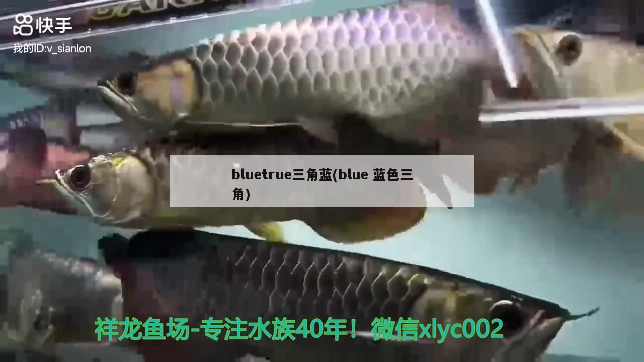 bluetrue三角藍(blue藍色三角)（bluetrue三角藍和bluetrue三角藍的知識） bluetrue三角藍(blue藍色三角)（bluetrue三角藍和bluetrue三角藍的知識） 觀賞魚百科