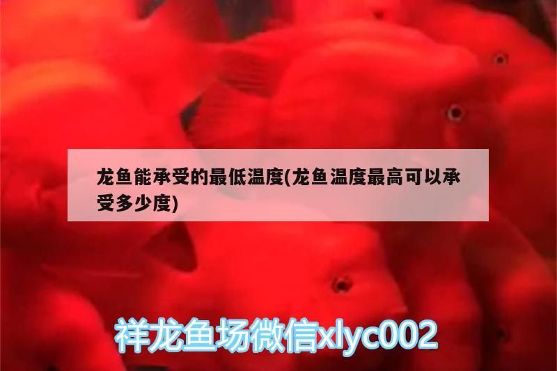 龍魚能承受的最低溫度(龍魚溫度最高可以承受多少度)（龍魚能承受的最低溫度）