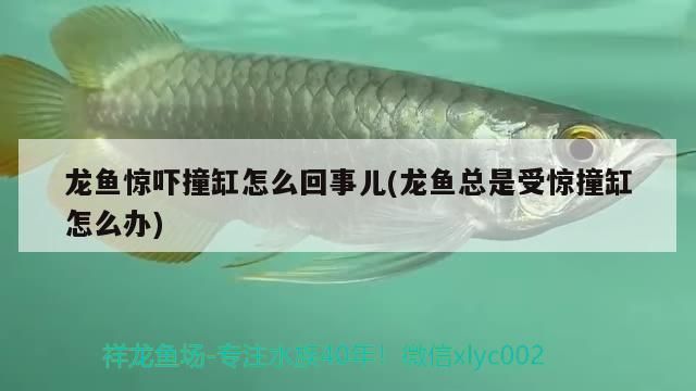 紅龍魚用黃燈烤有用嗎 龍魚驚嚇撞缸怎么回事兒(龍魚總是受驚撞缸怎么辦)(金龍魚驚嚇撞缸怎么回事兒,金龍魚撞缸怎么回事兒) 觀賞魚百科 龍魚驚嚇撞缸怎么回事兒(龍魚總是受驚撞缸怎么辦)(金龍魚驚嚇撞缸怎么回事兒,金龍魚撞缸怎么回事兒) 龍魚驚嚇撞缸怎么回事兒(龍魚總是受驚撞缸怎么辦)(金龍魚驚嚇撞缸怎么回事兒,金龍魚撞缸怎么回事兒) 觀賞魚百科