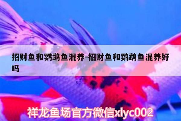 招財魚和鸚鵡魚混養(yǎng):招財魚和鸚鵡魚混養(yǎng)好嗎（一條招財魚配幾條鸚鵡魚）