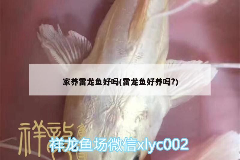 家養雷龍魚好嗎(雷龍魚好養嗎?)