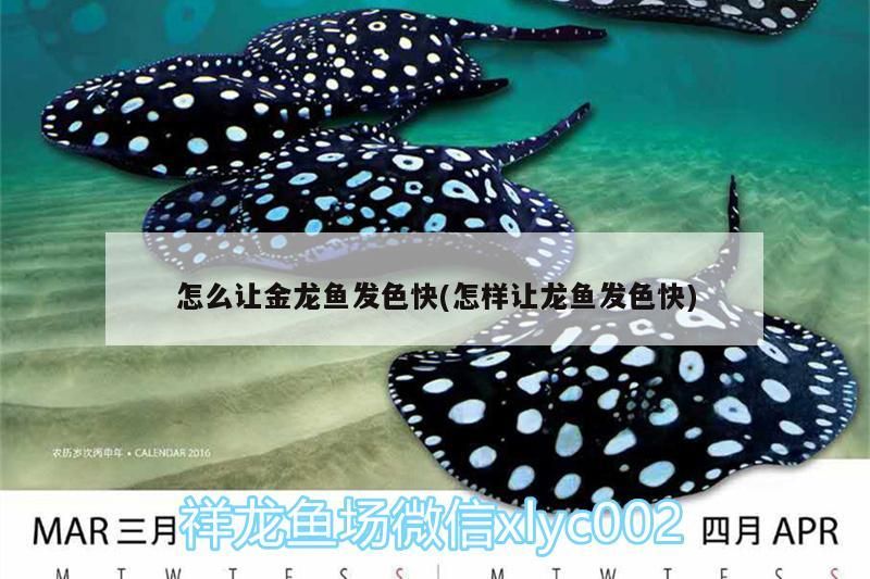 怎么讓金龍魚發色快(怎樣讓龍魚發色快)（如何讓金龍魚發色快） 怎么讓金龍魚發色快(怎樣讓龍魚發色快)（如何讓金龍魚發色快） 觀賞魚百科