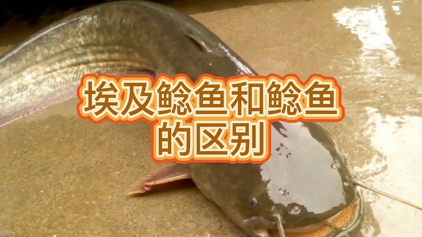 埃及魚和鯰魚的區別（埃及魚和鯰魚有什么區別） 埃及魚和鯰魚的區別（埃及魚和鯰魚有什么區別） 觀賞魚百科 第1張