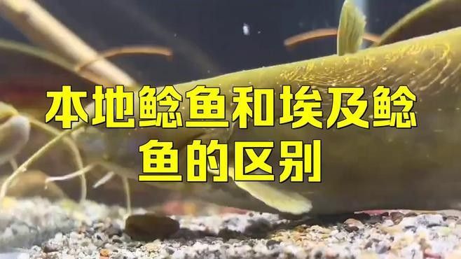 埃及魚和鯰魚的區別（埃及魚和鯰魚有什么區別） 埃及魚和鯰魚的區別（埃及魚和鯰魚有什么區別） 觀賞魚百科 第3張