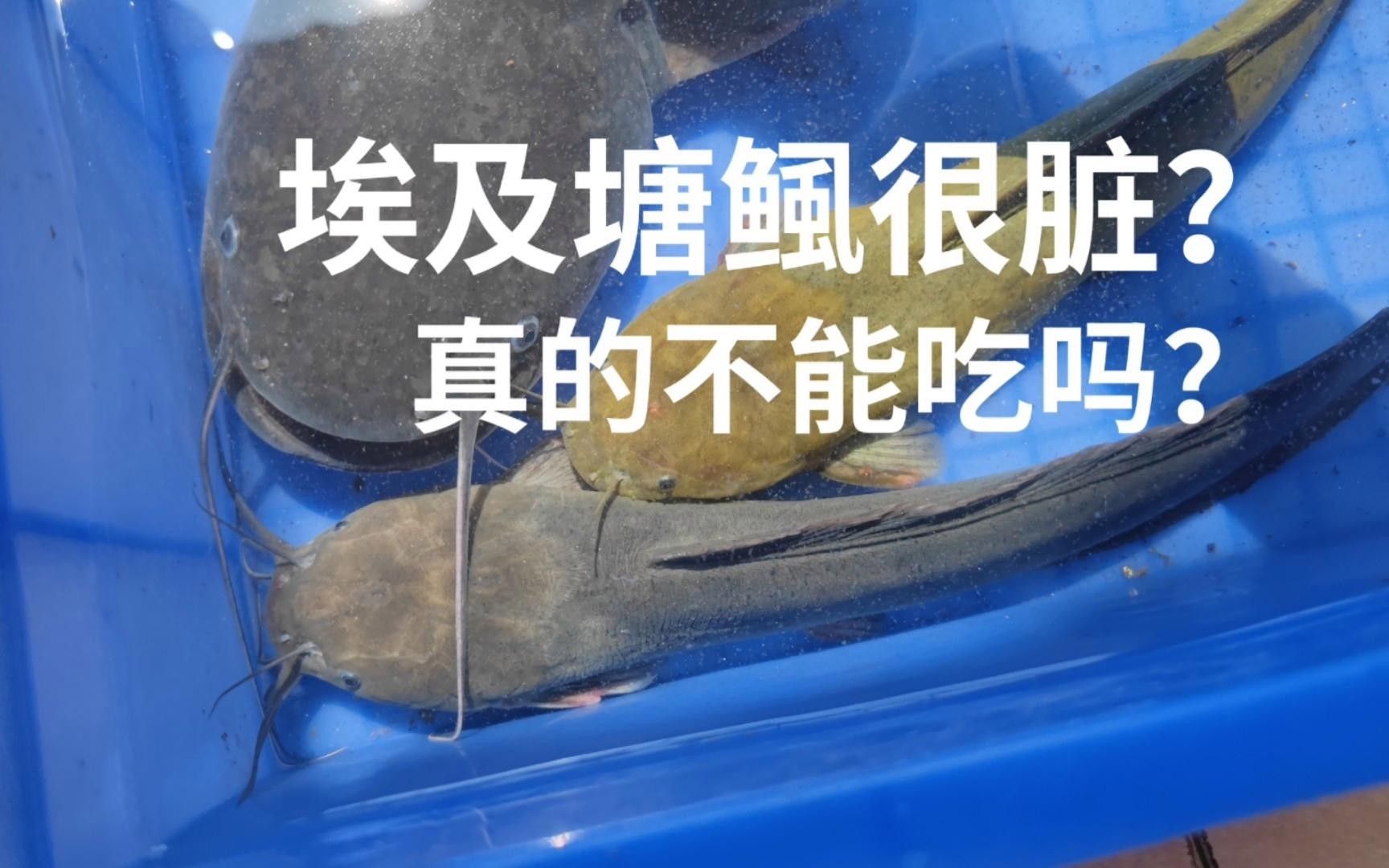 埃及魚和鯰魚的區別（埃及魚和鯰魚有什么區別） 埃及魚和鯰魚的區別（埃及魚和鯰魚有什么區別） 觀賞魚百科 第2張