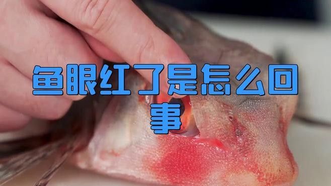 魚(yú)眼睛紅了怎么回事（魚(yú)眼睛發(fā)紅了是怎么回事小禹題解魚(yú)眼睛充血是怎么回事）