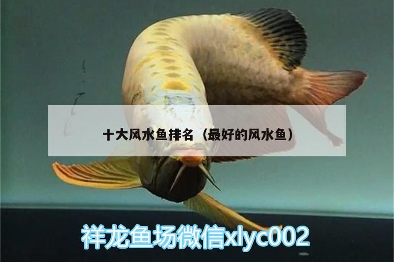 十大風(fēng)水魚排名（最好的風(fēng)水魚）（養(yǎng)什么風(fēng)水魚最好）
