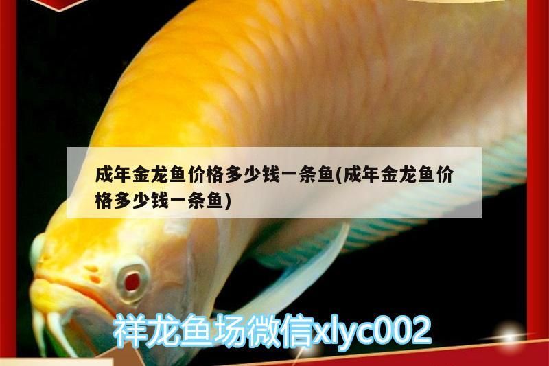 紅龍魚排行榜圖片大全高清(觀賞魚紅龍魚圖)（成年金龍魚價格多少錢一條魚） 紅龍魚排行榜圖片大全高清(觀賞魚紅龍魚圖)（成年金龍魚價格多少錢一條魚） 觀賞魚百科