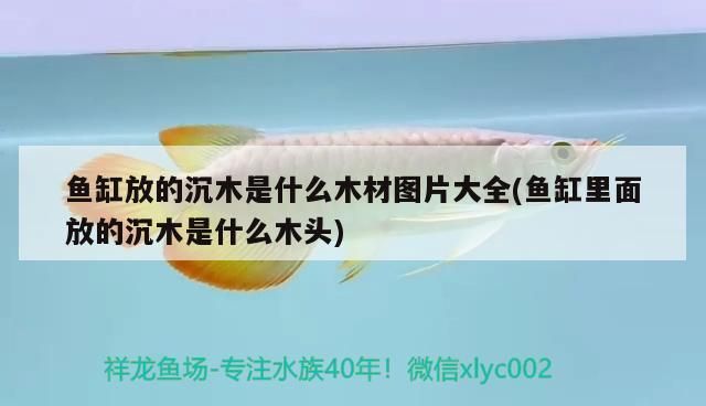 魚缸放的沉木是什么木材圖片大全(魚缸里面放的沉木是什么木頭)（魚缸放的沉木是什么木材圖片大全）