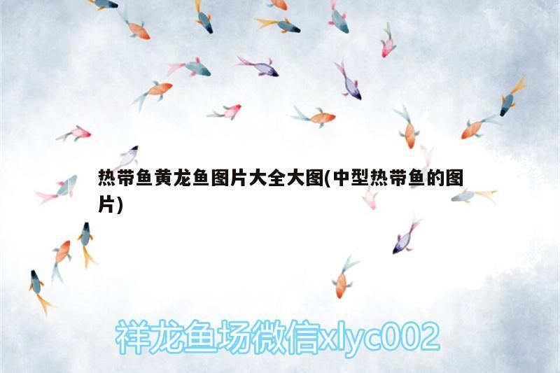 各種雷龍魚水質要求多少(各種雷龍魚水質要求多少)（熱帶魚黃龍魚圖片大全）