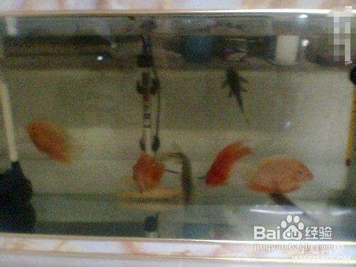 龍魚跳缸怎么回事兒（龍魚跳缸意味著什么意思）（急轉身而已,龍魚跳缸怎么回事、關燈前一小時把上蓋打開）