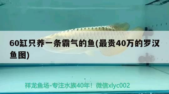 龍魚(yú)怕什么 60缸只養(yǎng)一條霸氣的魚(yú)(最貴40萬(wàn)的羅漢魚(yú)圖)(60缸只養(yǎng)一條霸氣的羅漢魚(yú)好嗎) 觀(guān)賞魚(yú)百科 60缸只養(yǎng)一條霸氣的魚(yú)(最貴40萬(wàn)的羅漢魚(yú)圖)(60缸只養(yǎng)一條霸氣的羅漢魚(yú)好嗎) 60缸只養(yǎng)一條霸氣的魚(yú)(最貴40萬(wàn)的羅漢魚(yú)圖)(60缸只養(yǎng)一條霸氣的羅漢魚(yú)好嗎) 觀(guān)賞魚(yú)百科