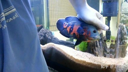 觀賞魚互動性高嗎知乎（如何通過環(huán)境設(shè)計提高觀賞魚互動性）