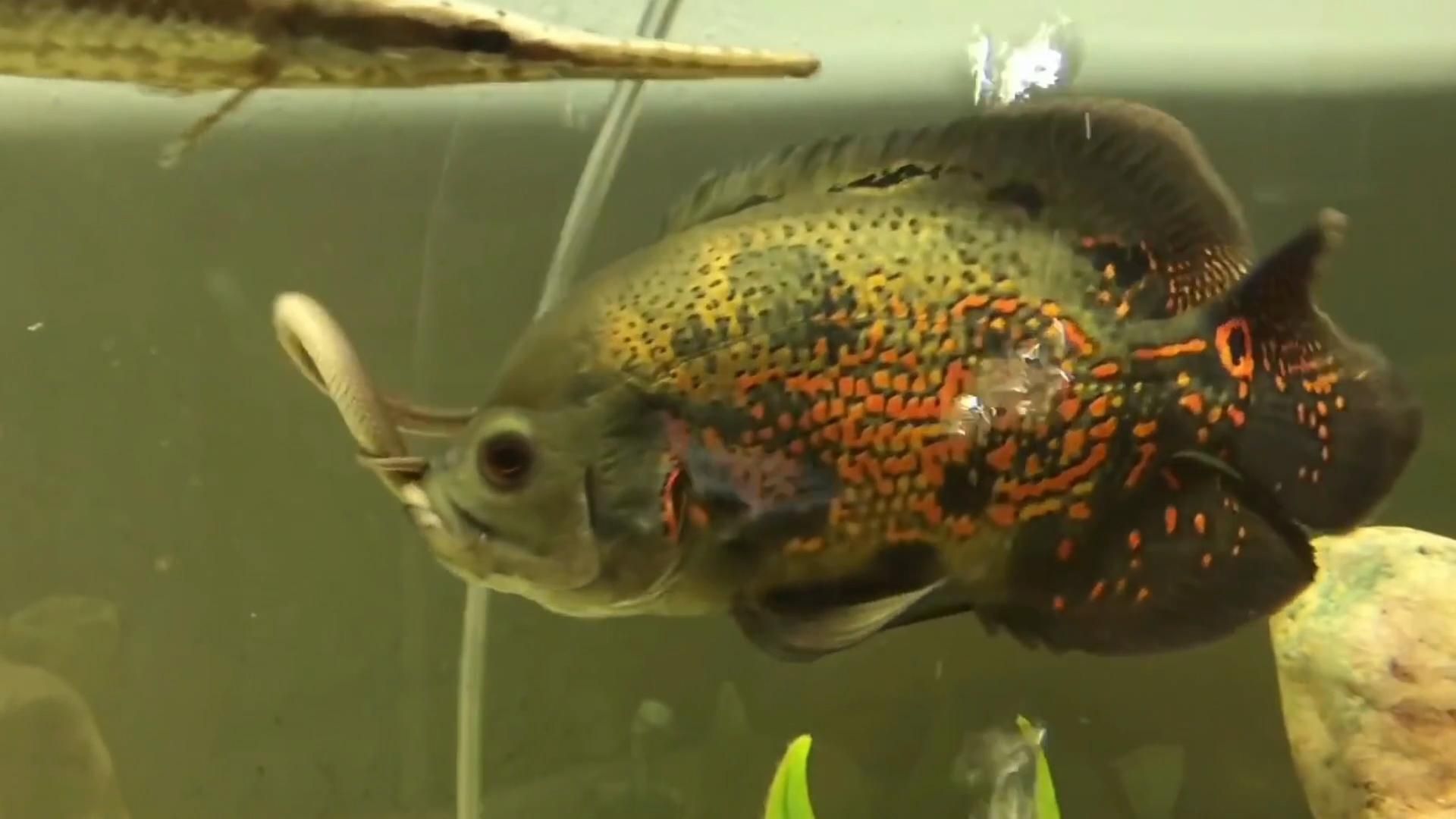 觀賞魚互動性高嗎知乎（如何通過環境設計提高觀賞魚互動性）