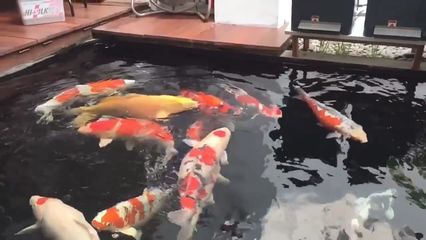 觀賞魚互動性高嗎知乎（如何通過環(huán)境設(shè)計提高觀賞魚互動性）